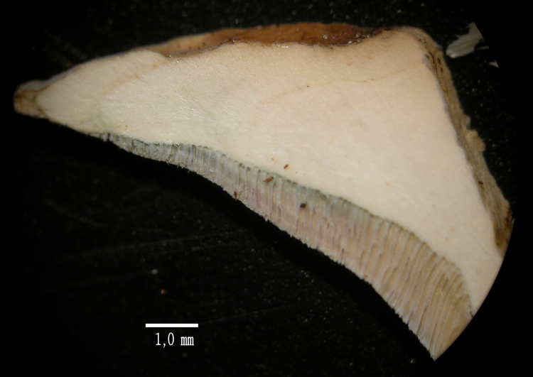 Ritrovamento n 7 del 20-11-2011 (Skeletocutis nivea)